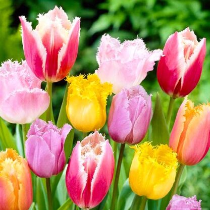 Frill Tulips